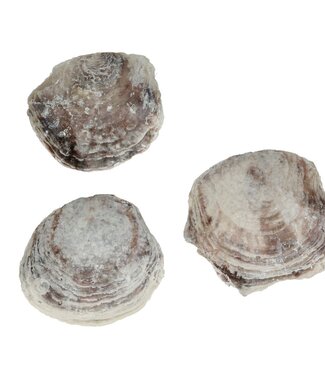 4A Shells Placuna ephium | Weight 1 kilogram | Per pack