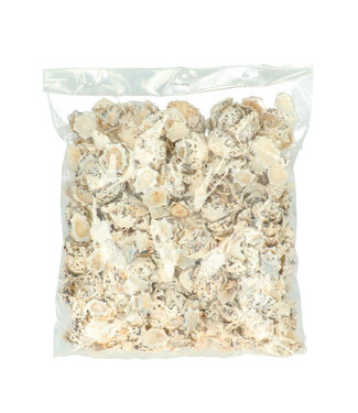 4A Shells Halliotes Pulcherima | Weight 500 g | Per pack