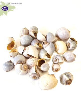 QC Nattai seashells in sachet | Weight 500 grams | Per 2 bags