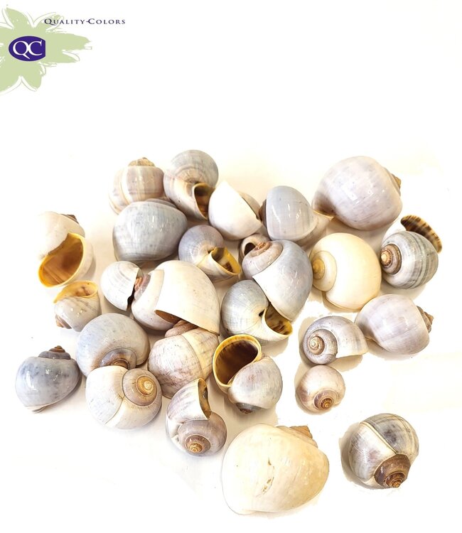 Nattai seashells in bag | Weight 500 grams | Order 2 bags