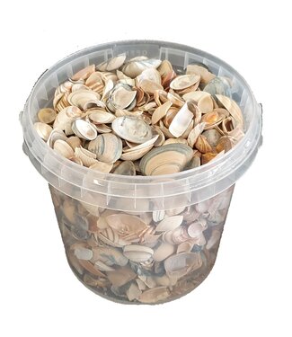 QC Natural seashells | Bucket capacity 1 litre | Per 6 buckets