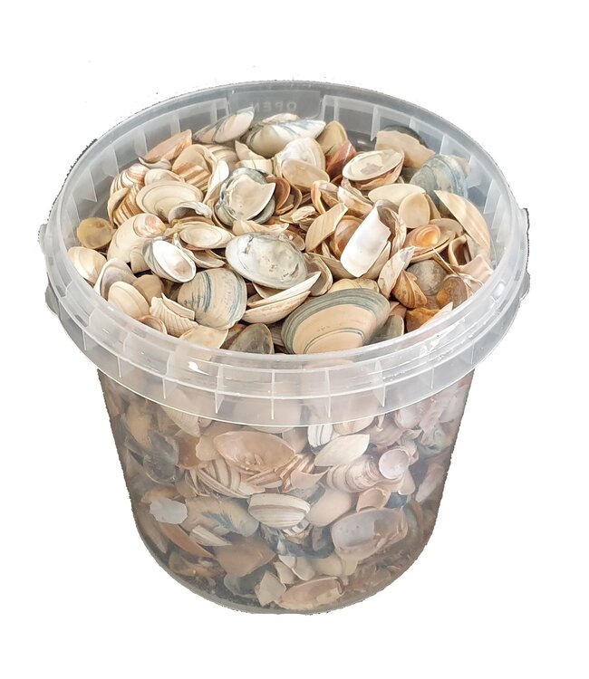 Natural seashells | Bucket capacity 1 litre | Order by 6 buckets