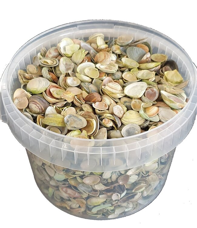 Light green North Sea shells | Bucket capacity 3 litres | Order by bucket