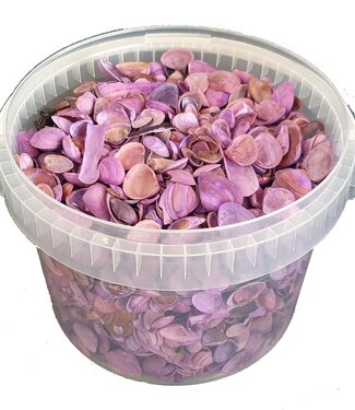 QC Coquillages de la mer du Nord violet mat | Capacité du seau 3 litres | Par seau