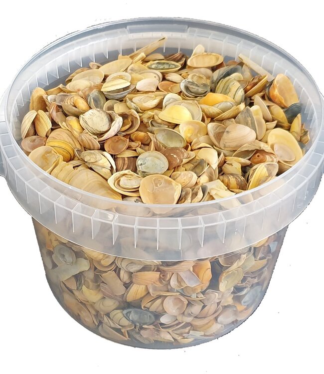 Yellow seashells | Bucket capacity 3 litres | Order by bucket