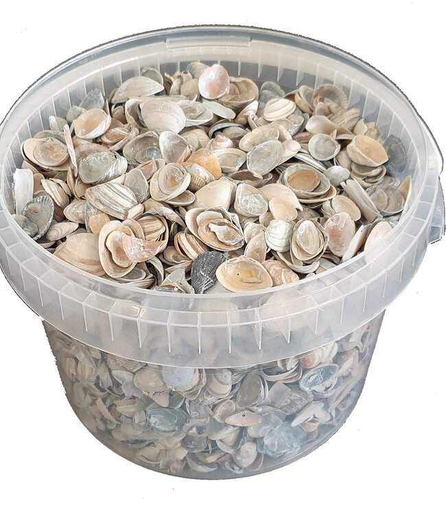 Matt blue North Sea shells | Bucket capacity 3 litres | Order by bucket