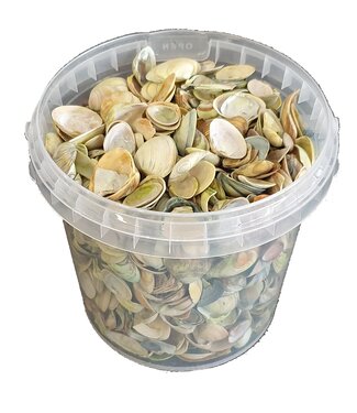 QC Coquilles de la mer du Nord vert clair | Capacité du seau 1 litre | Par 6 seaux