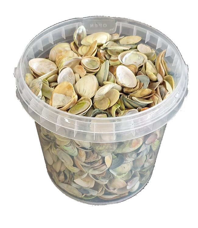 Light green North Sea shells | Bucket capacity 1 litre | Order per 6 buckets