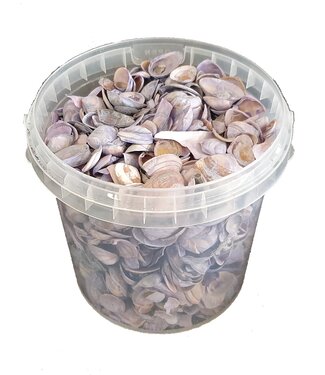 QC Matt purple North Sea shells | Bucket capacity 1 litre | Per 6 buckets