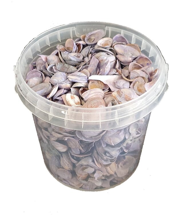 Matt purple seashells | Bucket capacity 1 litre | Order per 6 buckets