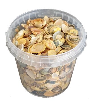 QC Yellow seashells | Bucket capacity 1 litre | Per 6 buckets