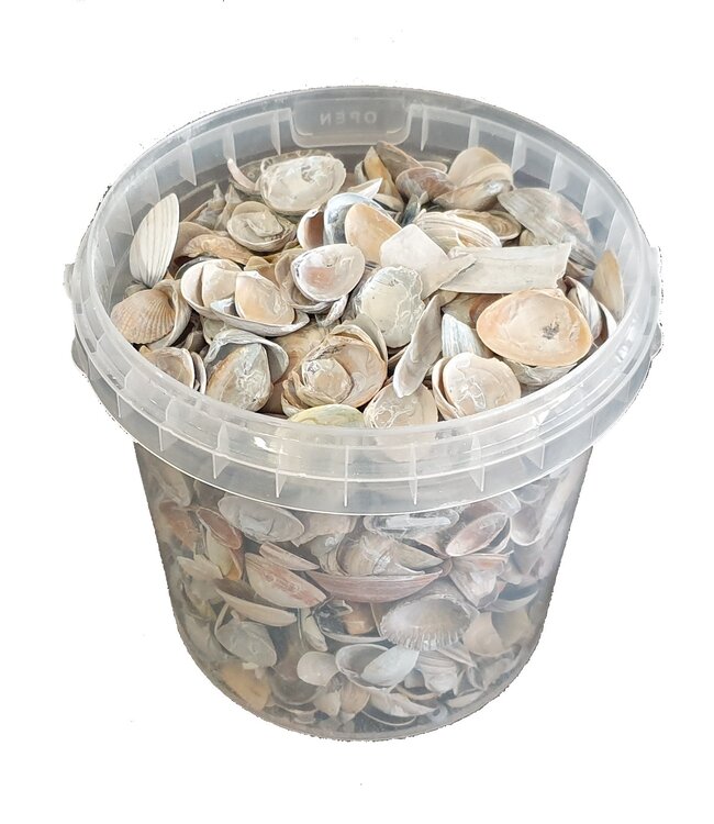 Matt white North Sea shells | Bucket capacity 1 litre | Order by 6 buckets