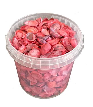 QC Red seashells | Bucket capacity 1 litre | Per 6 buckets