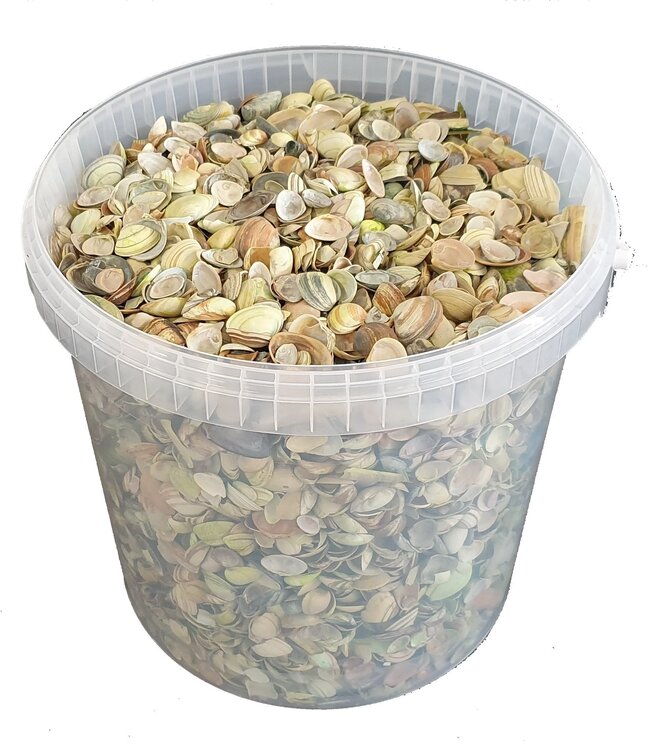 Light green North Sea shells | Bucket capacity 10 litres | Order by bucket