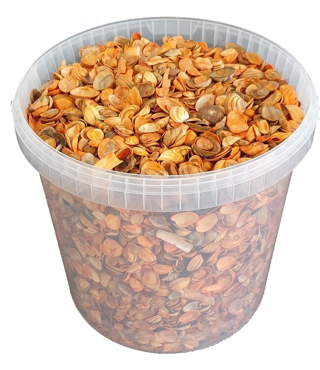 Orange seashells | Bucket capacity 10 litres | Order by bucket