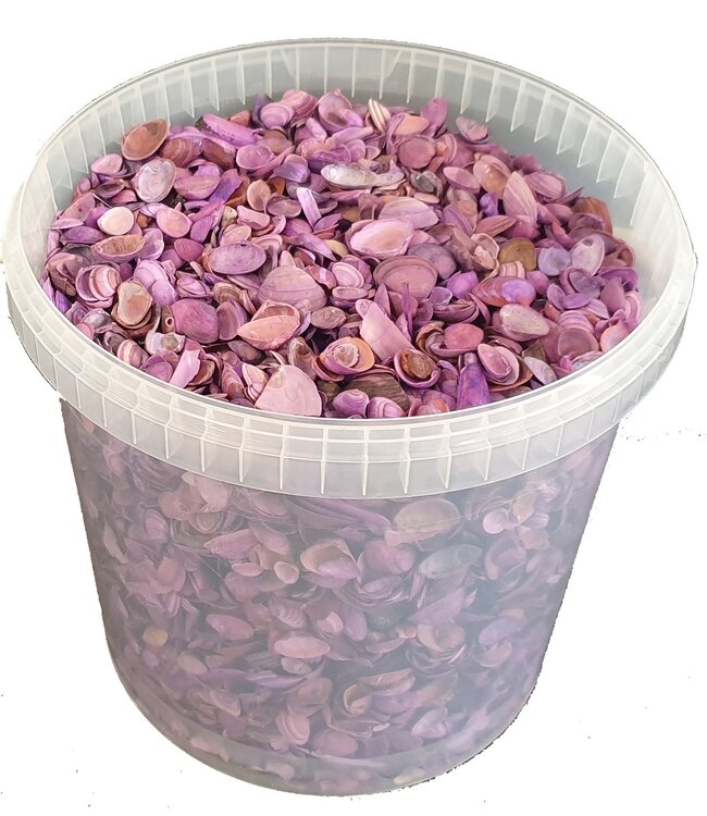 Coquillages violets | Capacité du seau 10 litres | Commande par seau