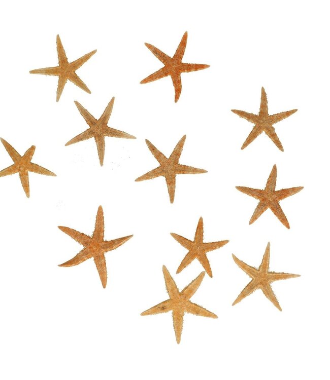 Shell Starfish | Diameter 5 centimetres | Package contents 50 starfish | Order per package