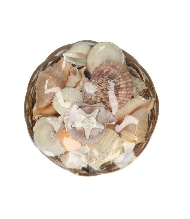 Shells Mix Midrib | Diamètre du panier 20 centimètres | Hauteur 9 centimètres | Commander par panier