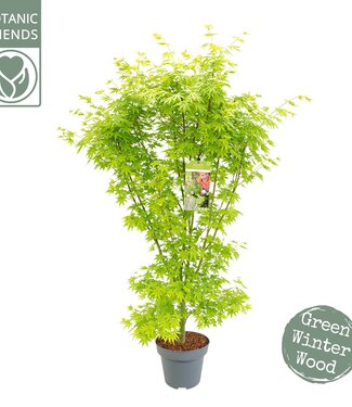 ME Acer palm. 'Going green'® | Per piece