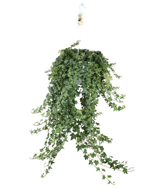 ME Hedera helix Pitsburg - hanging/XXL | each