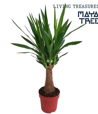 ME Yucca "Maya Tree" 30stem | Topfgröße 19 | Pro