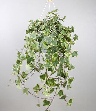 ME Hedera helix goudkleurig Child - hang/XXL | Per stuk