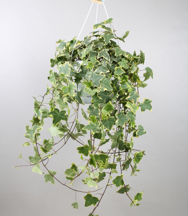 Hedera helix goudkleurig Child - hang/XXL | Per stuk te bestellen