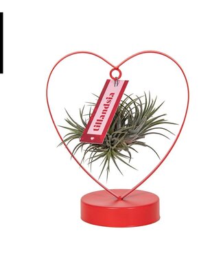 ME Tillandsia Love Edition | by piece