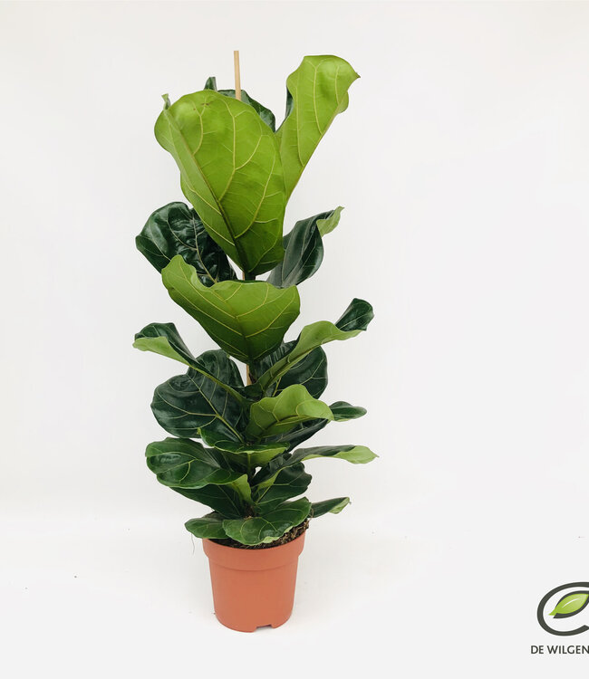 Ficus lyrata p21 | Per stuk te bestellen