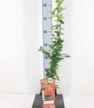 ME Pyracantha red Column | Pot size 15 | Each