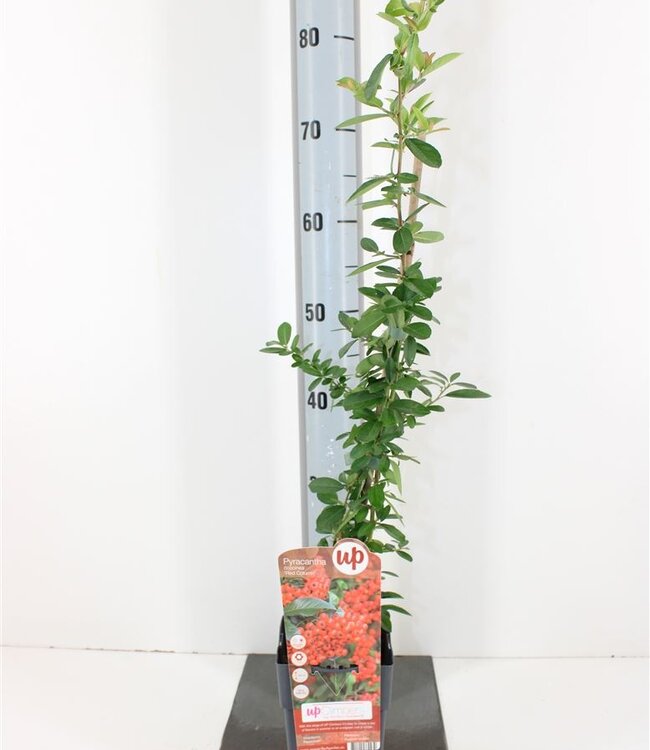 Pyracantha red Column | Pot size 15 | Each