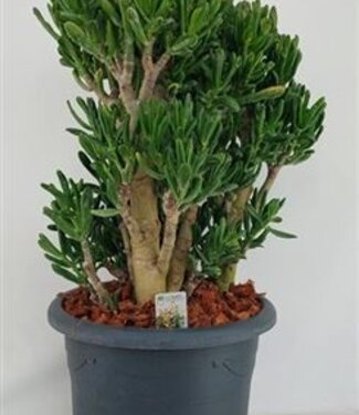 ME Crassula Gollum P40 H90 | Per stuk