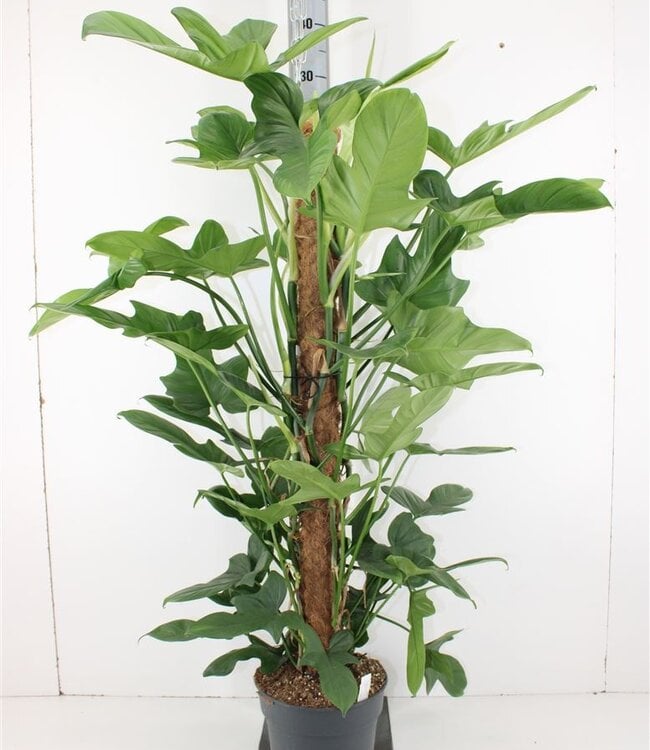 Philodendron Bippenifolium | Taille du pot 24 H120 | Par pièce