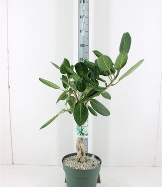 ME Ficus Benghal Audrey | Pot size 27 | Per piece