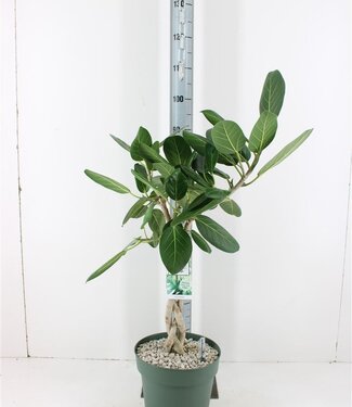 ME Ficus Benghal Audrey | Taille du pot 27 | Par pièce