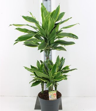 ME Dracaena golden Coast | Taille du pot 21 | Chaque