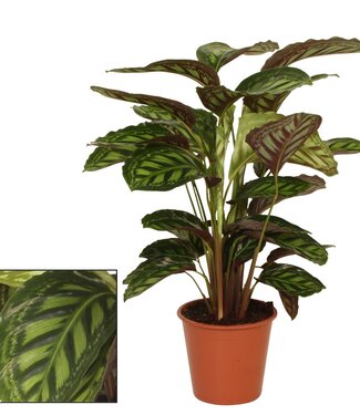 ME Calathea 19cm Flamestar | Par pièce