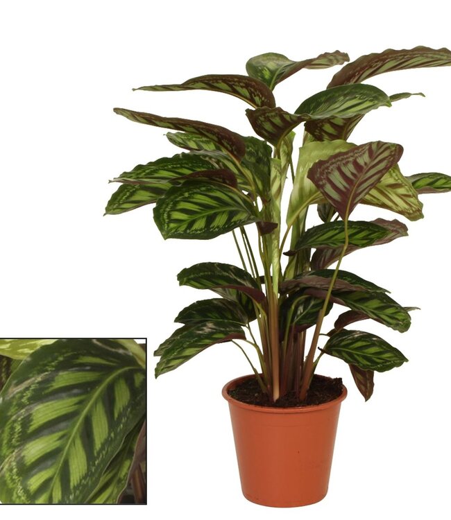 Calathea 19cm Flamestar | Per piece