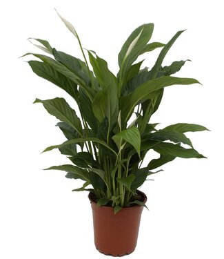 ME Spathiphyllum Torelli | Taille du pot 17 | Par pièce