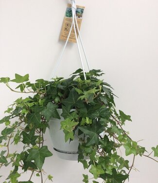 ME Hedera helix groen - hangpot wit / basic | Per stuk