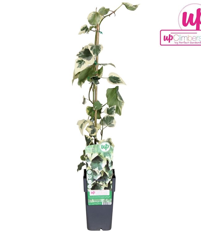 Hedera colchica Dentata Variegata | Potmaat 15 | Per stuk