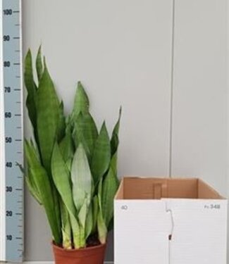 ME Sanseveria Moonshine | Topfgröße 21 | Einzeln