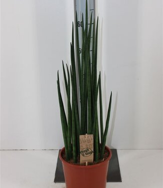 ME Sansevieria Bacularis | Taille du pot 19 | Chaque