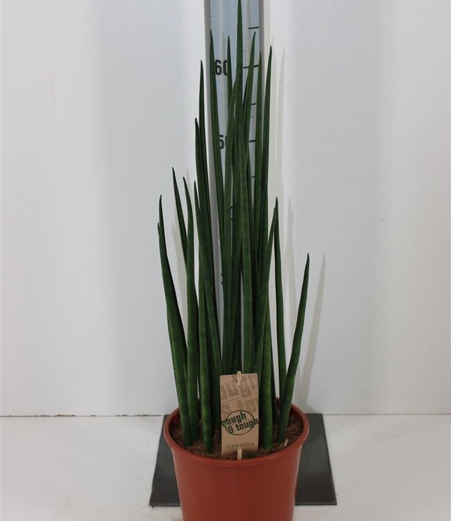 Sansevieria Bacularis | Potmaat 19 | Per stuk