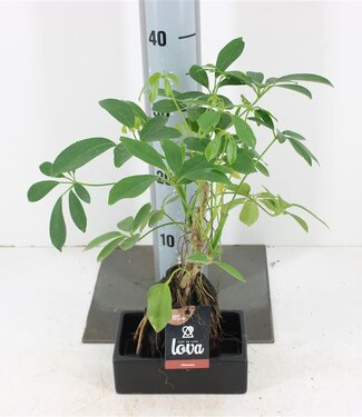 ME Lova Schefflera | Potmaat 17 | Per stuk