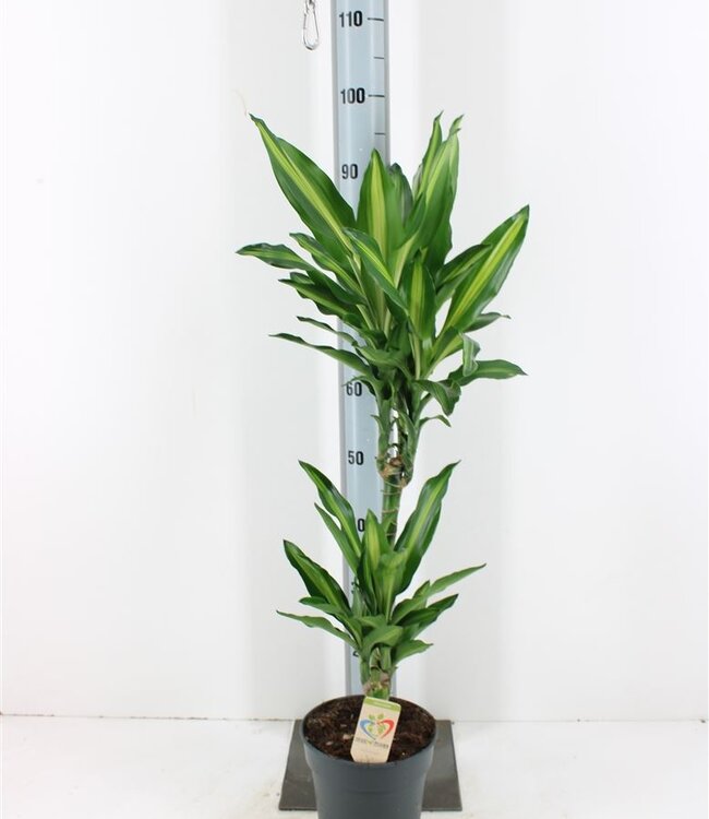 Dracena Frag Cintho | Potmaat 19 | Per stuk