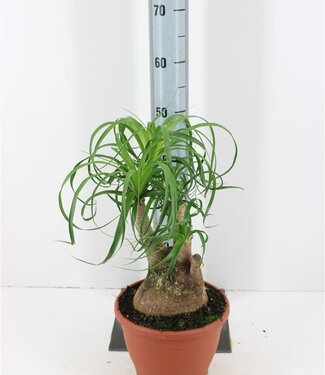 ME Beaucarnea | Taille du pot 23 | Par pièce