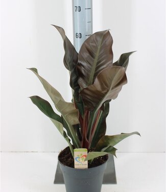 ME Philodendron rouge impérial | Taille du pot 19 | Par pièce