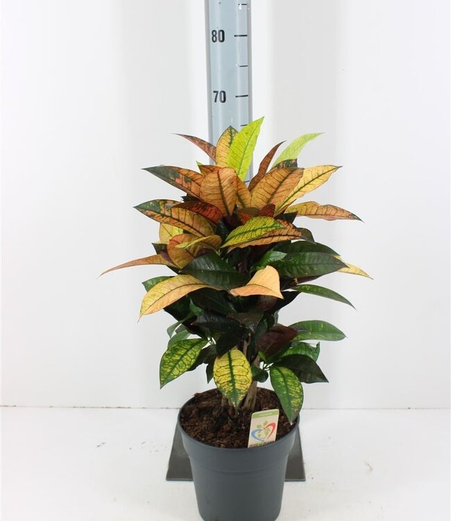 Codiaeum Kl Mrs Iceton | Pot taille 21 | Chaque