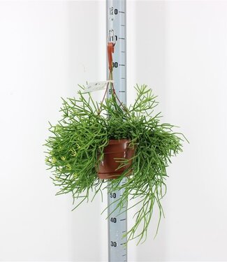 ME Rhipsalis Heteroclada Hang P17 ( x 1 )